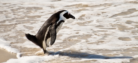 Science Pub From Home: Saving Penguins