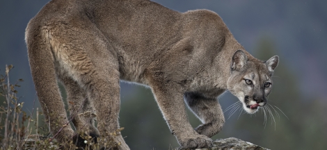 Science Pub From Home: Humans and Mountain Lions in California