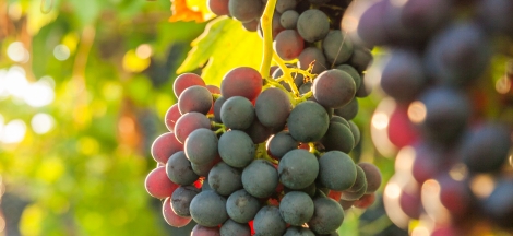 Natural History of Wine, Beer & Spirits: Entomology & Margerum Wine Company