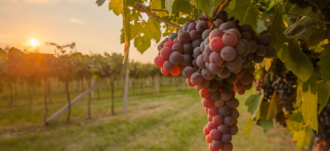 Natural History of Wine, Beer & Spirits: Entomology & Margerum Wine Company