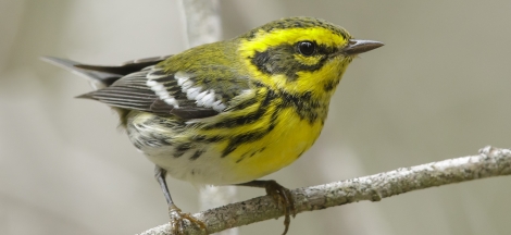 Fall Migration Birding Eight-Week Class: Wednesdays