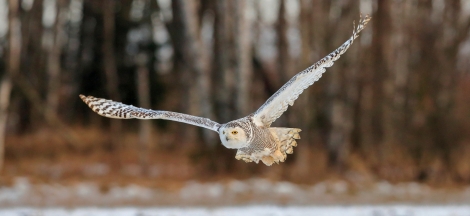 Owls: Soul of the Night with Scott Weidensaul