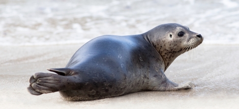 Marine Wildlife Field Four-Week Class