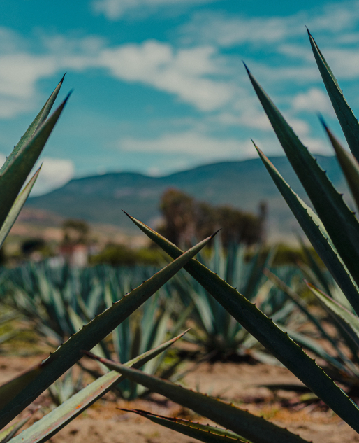 Agave plants outdoor