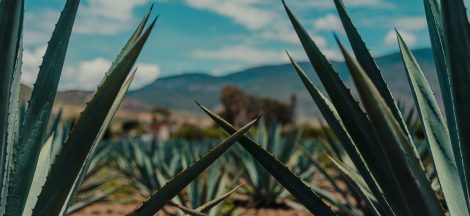 Natural History of Mezcal and Agave Spirits