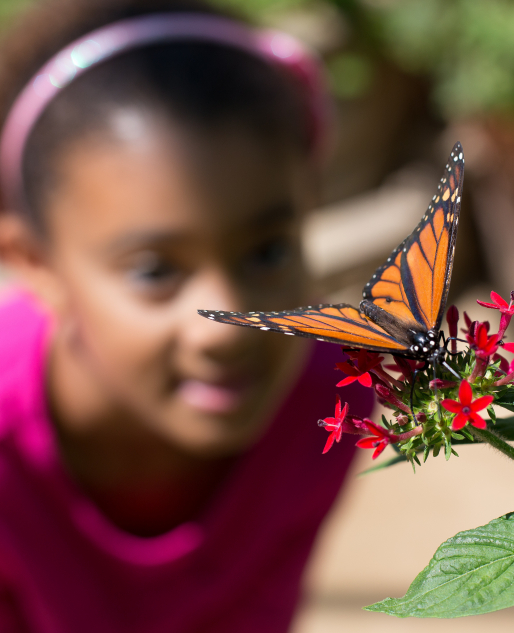girl looks at flower and butterfly