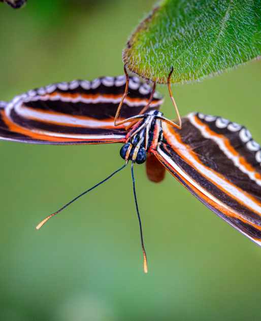 Branded Orange Butterfly in the Butterfly Pavilion