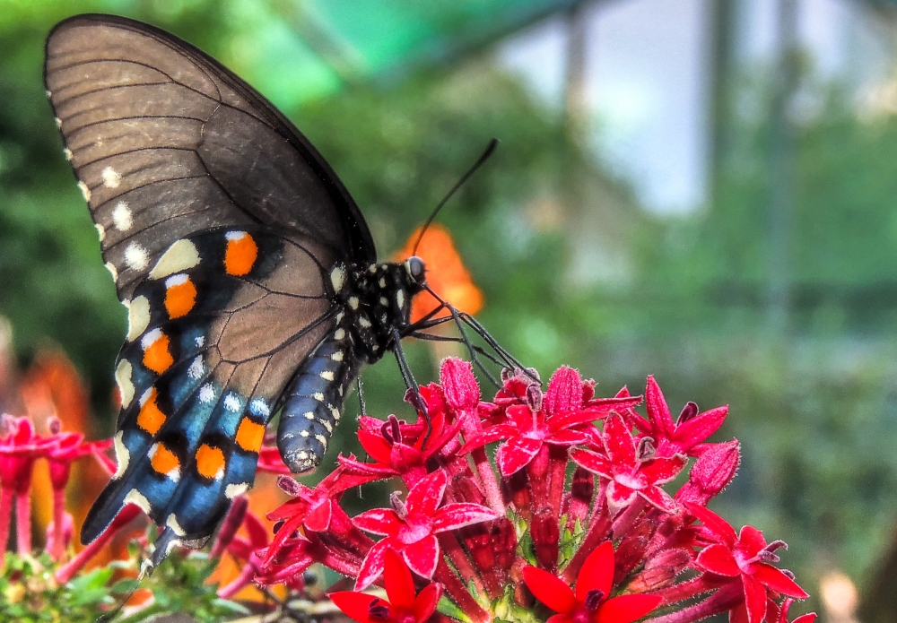 Butterflies Alive! Exhibit Opening Santa Barbara Museum of Natural