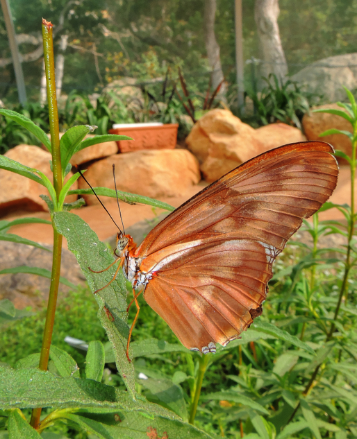 Julia Longwing Butterfly in the Pavilion