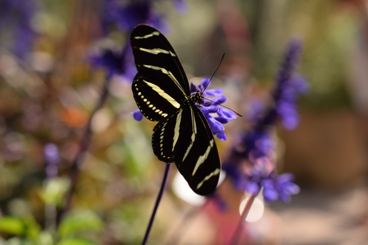 Butterflies Alive! (2019) Santa Barbara Museum of Natural History