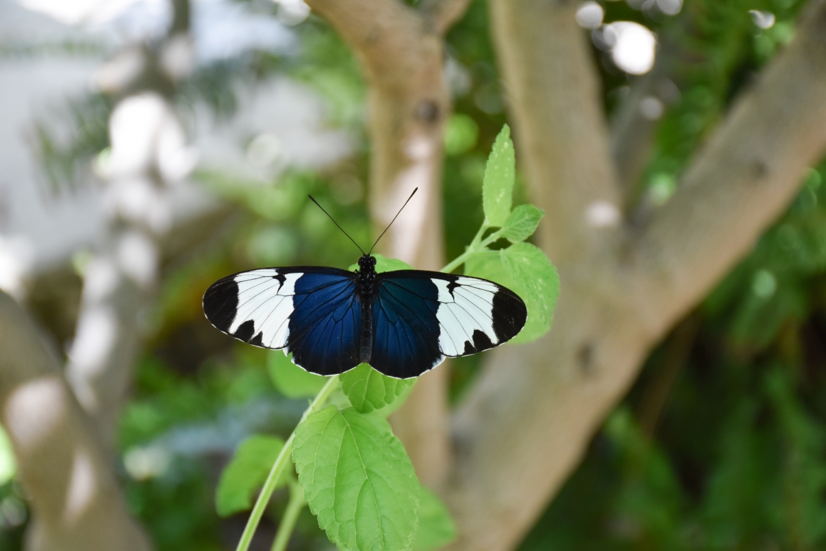 Butterflies Alive! Santa Barbara Museum of Natural History