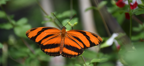 Last Day to Visit the Butterfly Pavilion