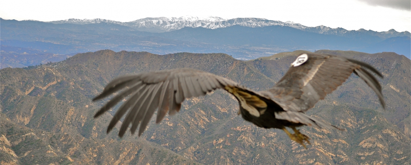 Santa Barbara Audubon Society Presents The Condor In