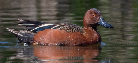 Fall Birding Classes with Rebecca Coulter