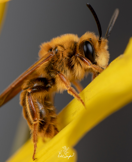 Bee on a yellow flower