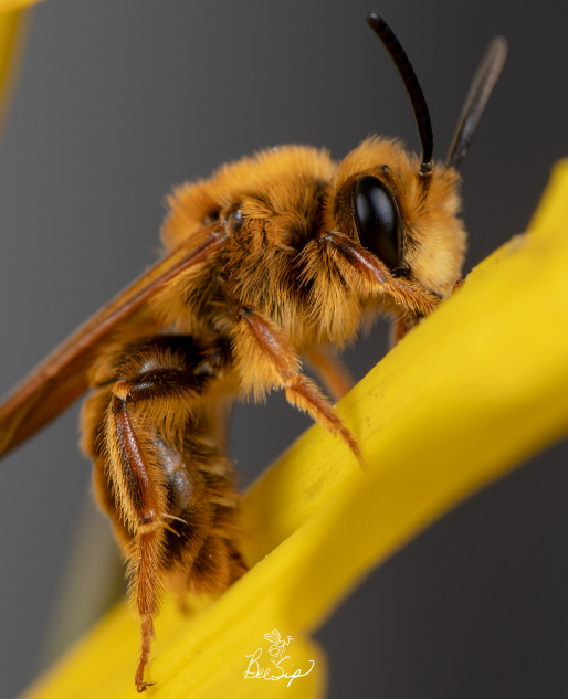 Photo of a Bee