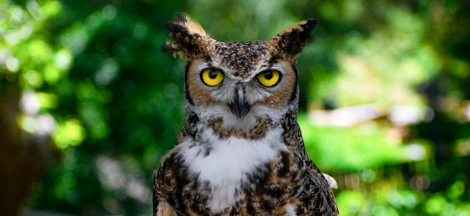 Howls & Owls