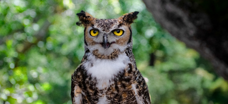 Max the Great Horned Owl - Celebration of Life