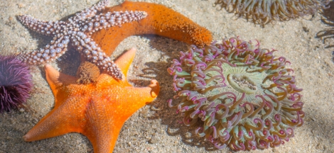 Wet Wednesday: Explore Intertidal Wonders