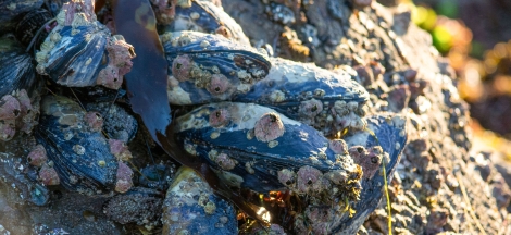 Science Pub: Sticky when Wet—Underwater Superglue from Marine Mussels