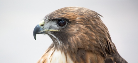 Eyes in the Sky - Live Birds of Prey