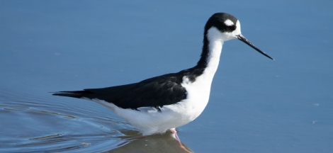 Fall Migration Birding Eight-Week Class: Mondays