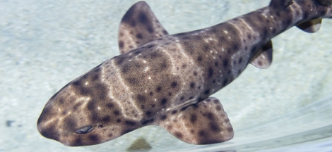 Shark Sundays