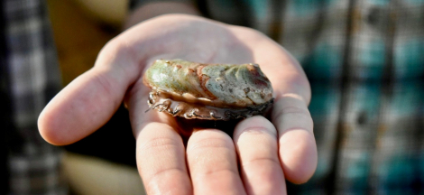 Science Pub: Reviving Abalone, CA’s Heritage Seafood