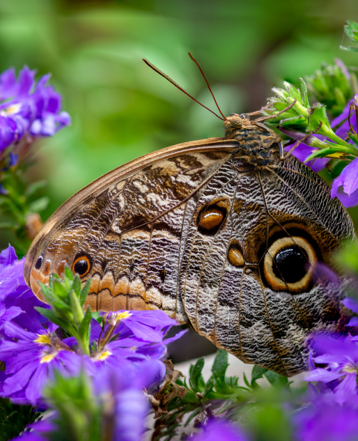 Close up photograph of a butterly in the Museum's Butterfly Pavilion