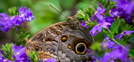 Last Day to Visit the Butterfly Pavilion