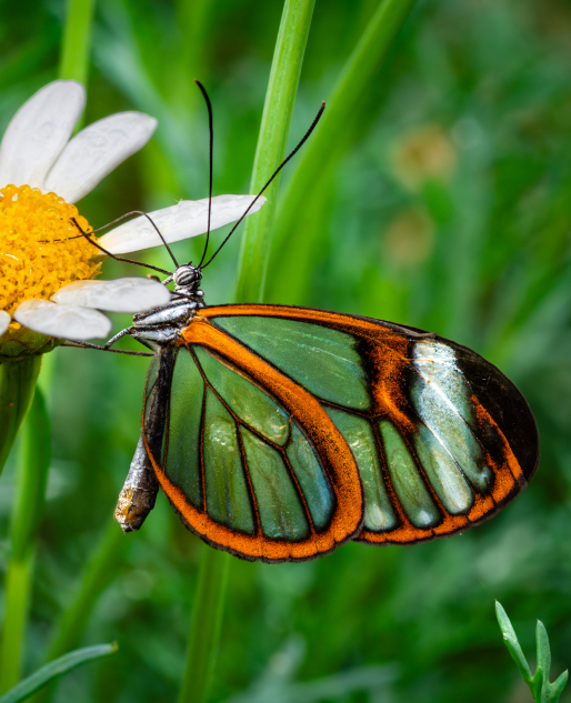 Vote for the Sprague Butterfly Pavilion