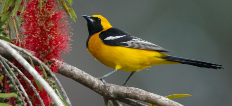 Spring Birding Classes with Sophie Cameron