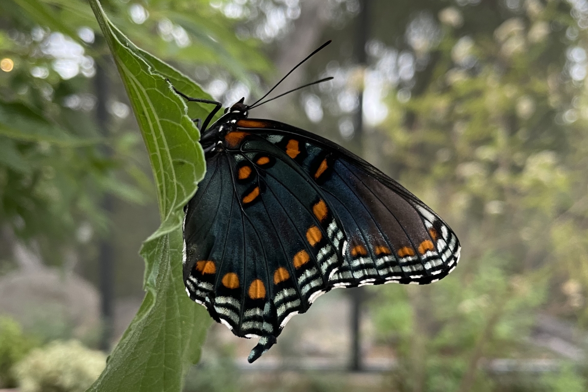 Butterflies Alive! Santa Barbara Museum of Natural History
