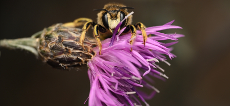 A Day of BEEing