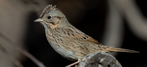 Fall Birding Classes with Rebecca