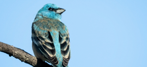 Spring Birding Classes with Rebecca Coulter