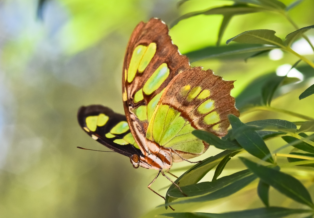Butterflies Alive! Exhibit Opens Santa Barbara Museum of Natural History