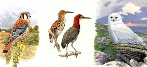 A Brief History of Bird Illustration and Painting with Michael DiGiorgio