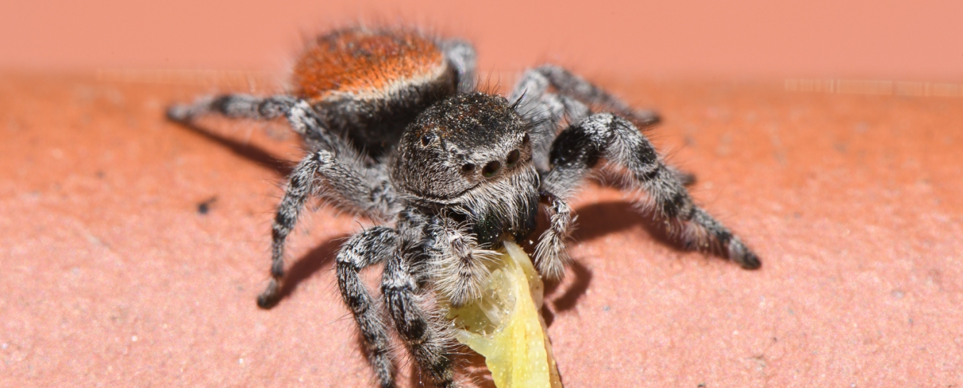 BACKYARD BIODIVERSITY: Jumping Spiders