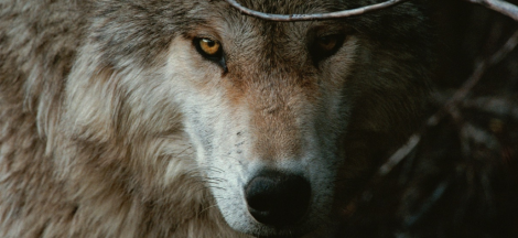 The Hidden Life of Wolves