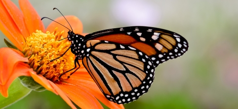 Butterflies Alive! Exhibit Opens