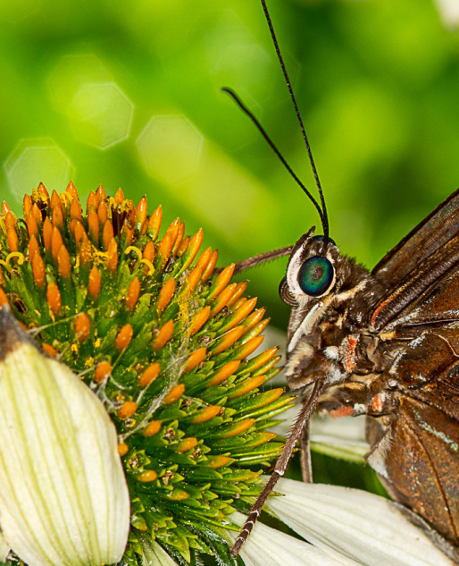 Vote for the Sprague Butterfly Pavilion