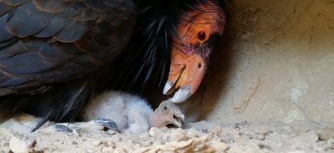 Science Pub: California Condor – Recovering a Local Icon
