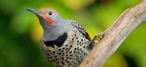A Year in the Life of North American Woodpeckers