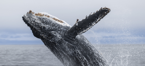 Whale of a Celebration