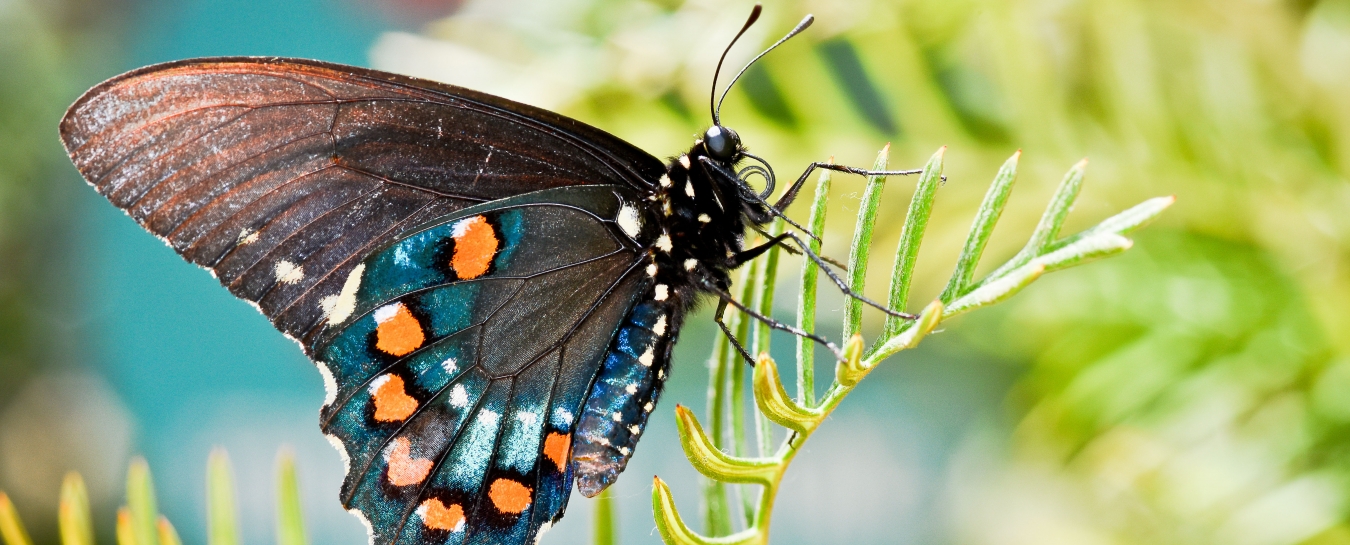 MembersOnly Day Butterflies Alive! Santa Barbara Museum of Natural