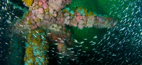 Science Pub from Home: Fishes of Southern California Oil & Gas Platforms