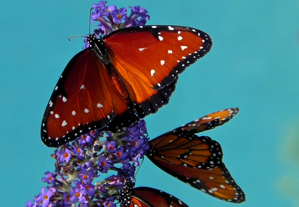 Butterflies Alive! Exhibit Opening Santa Barbara Museum of Natural