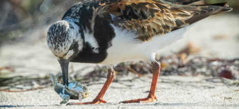 Fall Birding Classes with Sophie
