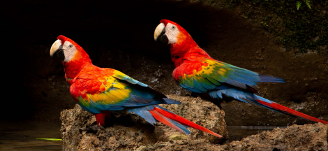 Amazonia Untamed: Birds & Biodiversity